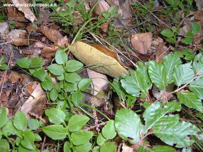  Image name: 116 Porcino.jpg 
 width: 700 pixel 
 height: 525 pixel 
 Size: 36378 bytes 
 Click to enlarge 